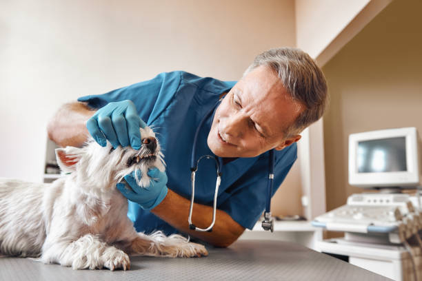 Best Broken Tooth Emergency  in Stanberry, MO